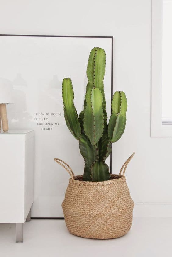 Cactus – Estilo Nordico