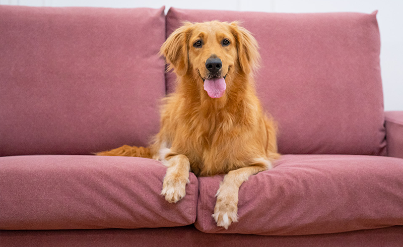 Claw Proof Sofa Covers For Pets, Dog Proof Sofa Cover Uk