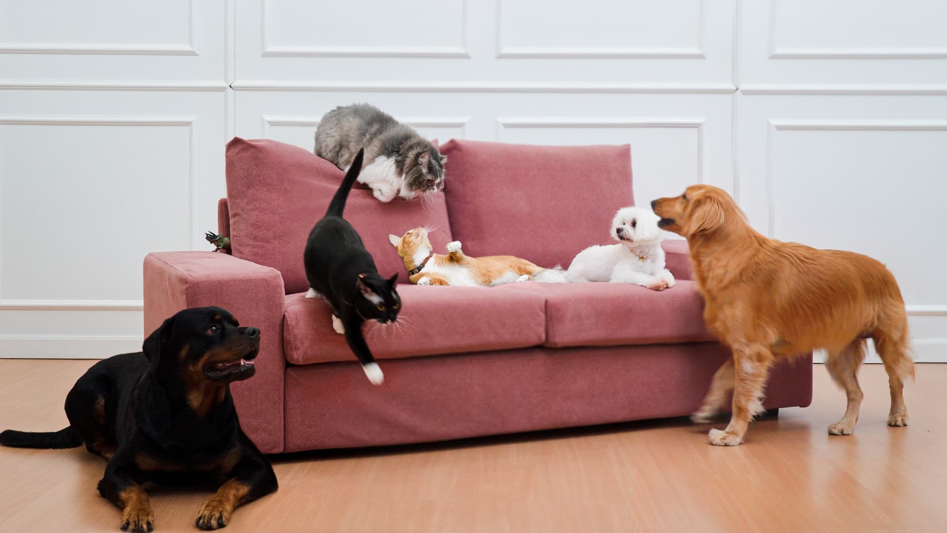 pet proof couch covers