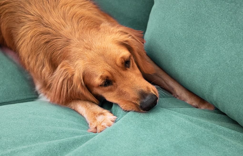 dog proof furniture covers