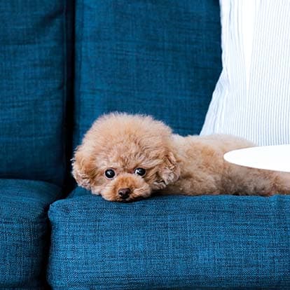 custom-sofa-blue-fabric-kino-navy-sofa-cover-slipcover-closeup-dog-pet-friendly-mobile