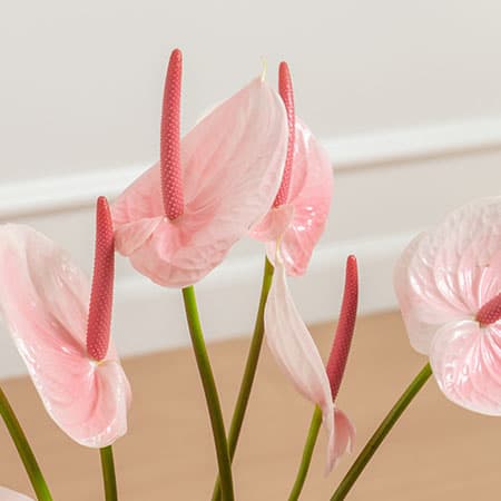 Rose Flower Inspiration Madison Rose Cotton Blends Couch Slipcover
