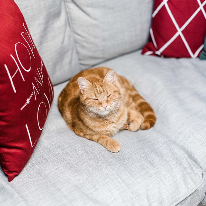 Cat on sofa