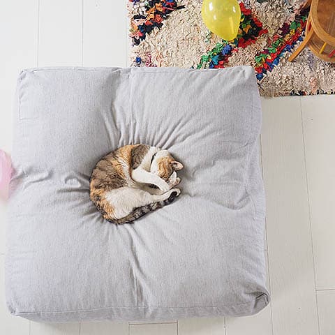 Cat on its own pillow