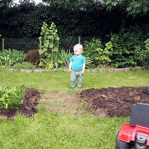 Loup wandering in backyard